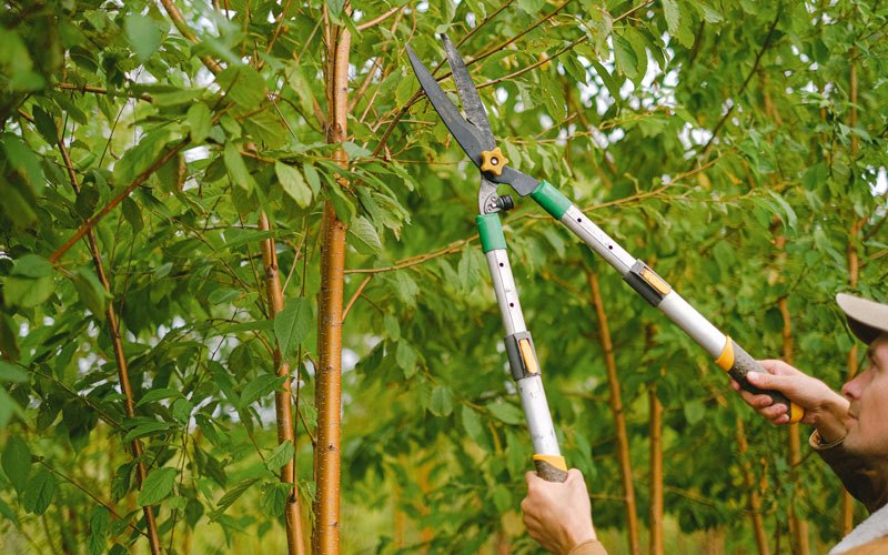 Tree trimming in Nassawadox, VA