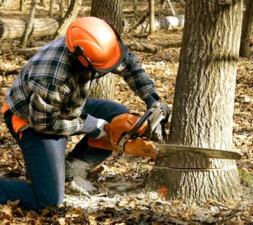 Tree Removal in Nassawadox, VA